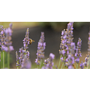Hunter Lavender Farm