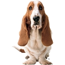 Hush Puppies logo