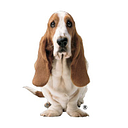 Hush Puppies Honduras