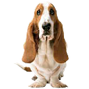 Hush Puppies El Salvador