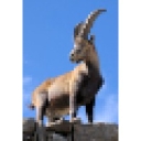 Ibex Wealth Advisors logo