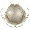 Institute Of Functional Neuroscience logo