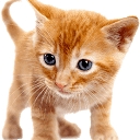 ilmiogattoeleggenda.it logo