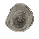 Innate Wisdom and Wellness logo