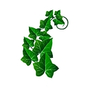 IVY HALL INC