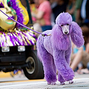 The Krewe of Amalee Inc logo