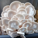 La Mycosphère