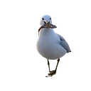 LeadGulls Digital Marketing Agency logo