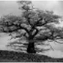 Legacy Habitat Management Ltd logo