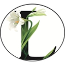 Lily Medical Group