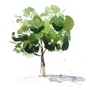 Little Sycamore