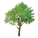 Lone Tree Family Practice logo
