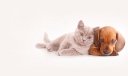 Loveland Animal Hospital logo