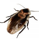 Maidstonepestcontrol logo