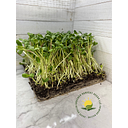 Greener Harvest Seeds