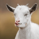 Favicon of Mariaville Goat Farm