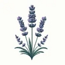Mariem Lavanda ES logo