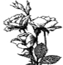 Mercadante Funeral Home logo