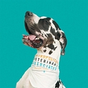 Metropolitan Veterinary Associates