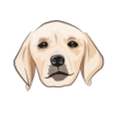 mouss-le-chien.com logo