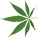 My Marijuana Cards logo