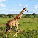 Nyakati Athena Nairobi Ltd logo