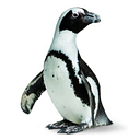 Logo de California Academy of Sciences