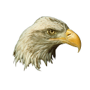 Institute for Wildlife Studies