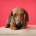 Luxury Pet Hotel Investment