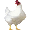 Shahjalal Grocery Ltd logo
