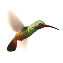 Logo de hummingbird solutions pty ltd