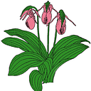 NORTH CAROLINA NATIVE PLANT SOCIETY logo