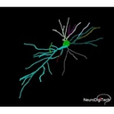 Neurodigitech, Llc logo