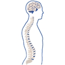 Neurosurgical Associates P.C.