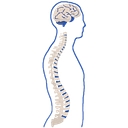 Neurosurgical Associates logo