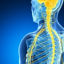 NEURO MUSCULAR CONNECTION