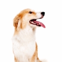Pet Doctors logo