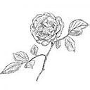 Favicon of Olguin Photography