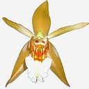 Orchid Botanics logo