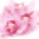 Orchidgarden logo