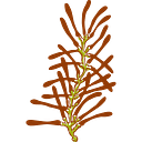 Otari-Wilton's Bush Trust logo