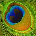 Peacock Partnership logo