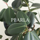 Pearla logo