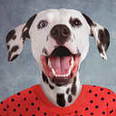 Pearly Bites Veterinary logo