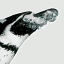 Penguin Recruitment Ltd logo