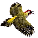 Pensychnant logo