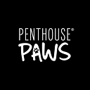  Penthouse Paws Feeders & Fountains