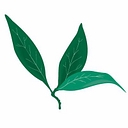 Pepperwood Foundation logo