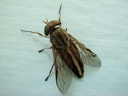 pestlex.com logo