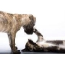 Petsconnect! Inc. logo